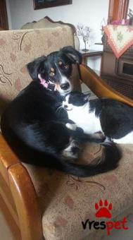 Ράτσα: Τζακ Ράσελ Τεριέ - Jack Russell Terrier | Ηλικία: 1 έτους | Φύλο: Θηλυκό | Αρ. Microchip: - | Περιοχή: Αλεξάνδρεια, Μακεδονία